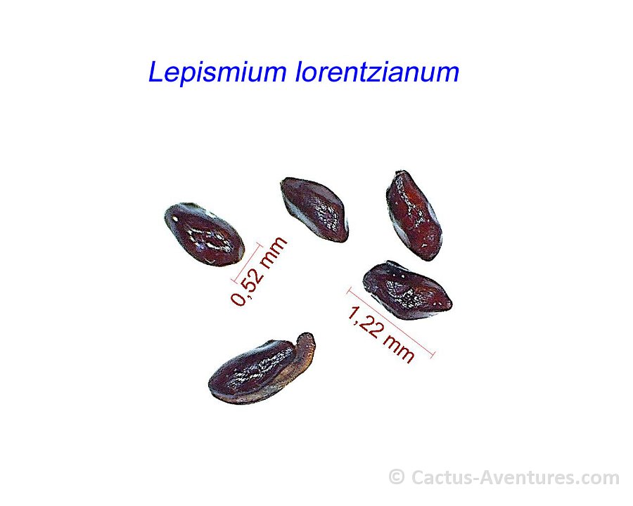 Lepismium lorentzianum